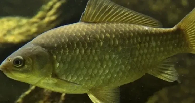 Sazan balığı sümüksüz olacaq