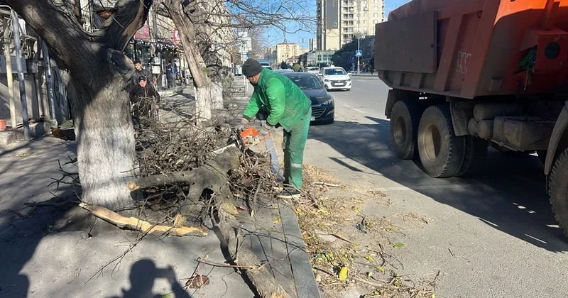 В Баку сильный ветер повалил 8 деревьев