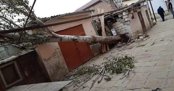 Bakıda güclü külək: 8 ağac aşdı, daha 12 si isə...