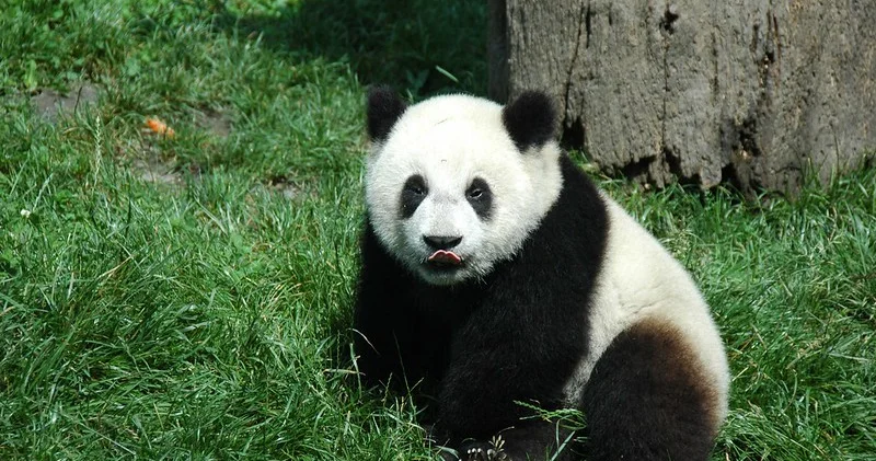 Bakı Zooparkında niyə panda yoxdur? Səbəb