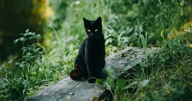 Eşitmə qabiliyyəti insanlardan daha çox inkişaf etmiş pişik səs küydən və qəfil səslərdən narahat olur Video