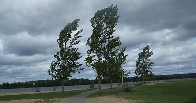 Bakıda güclü külək ağacı elektrik xəttinin üzərinə aşırdı FOTO