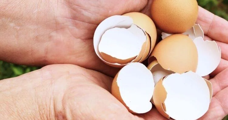 Yumurta qabıqlarını atmayın: Böyük xərcdən xilas olun