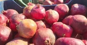 Azərbaycandan nar alan ölkələrin adları məlum oldu