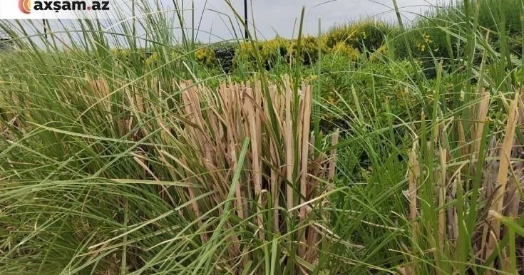 Bu tarixə qədər güclü külək olacaq