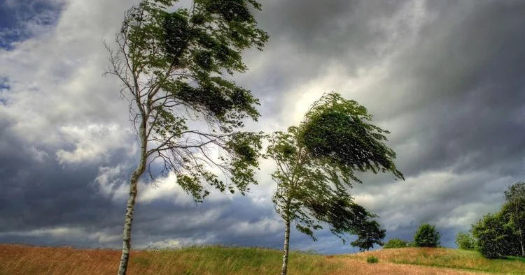 Объявлены желтое и оранжевое предупреждения в связи с ветреной погодой