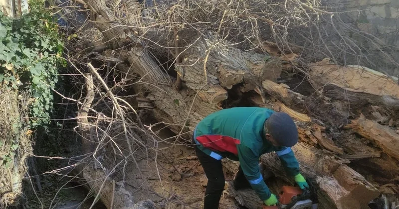 Bakıda güclü külək nəticəsində aşan ağacın fəsadları aradan qaldırılıb YENİLƏNİB