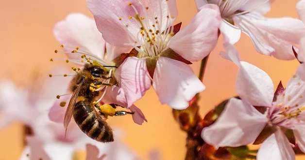 Peruda dünyada ilk dəfə sancmayan arılara hüquqi status verilib